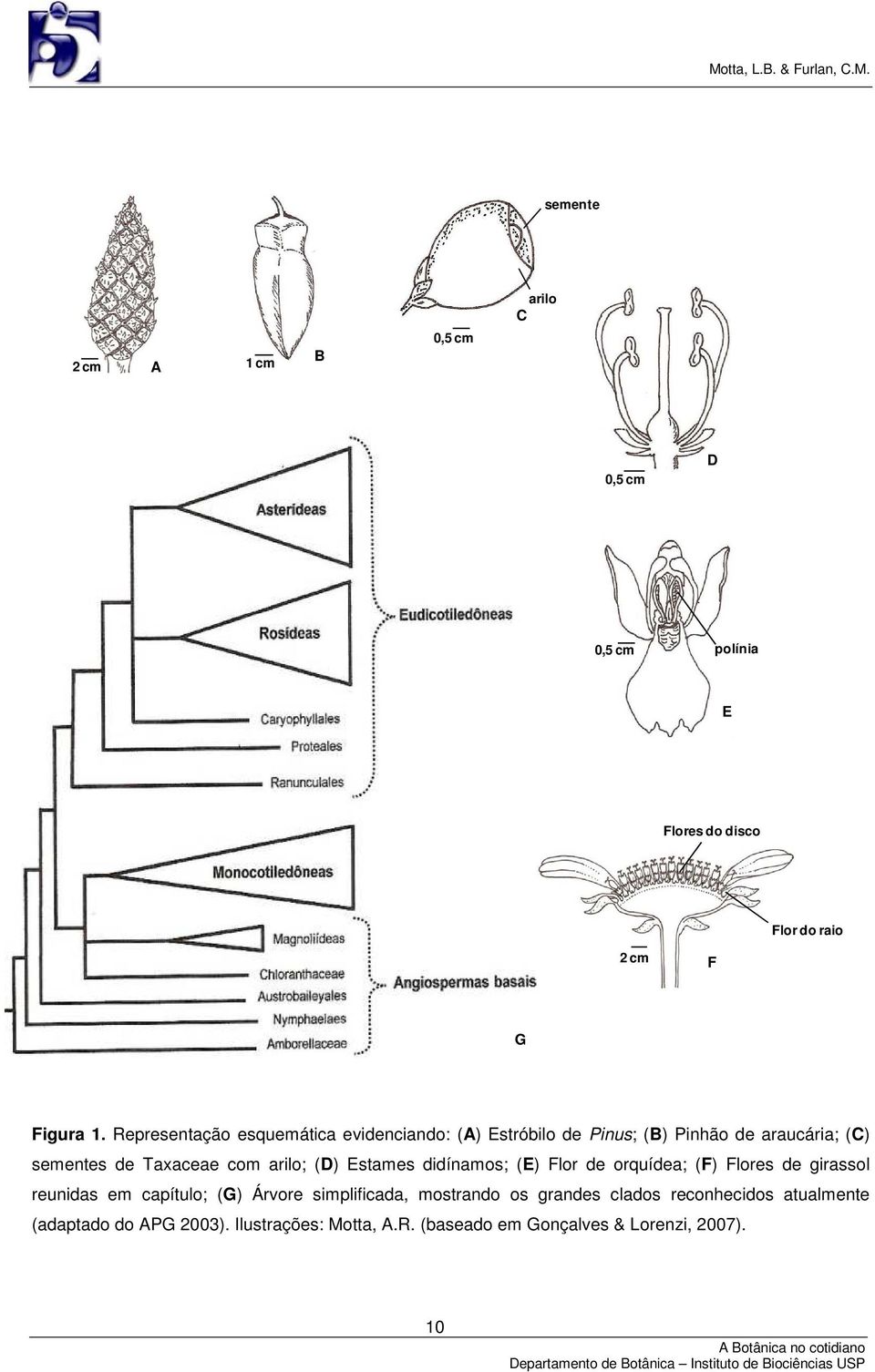 Estames didínamos; (E) Flor de orquídea; (F) Flores de girassol reunidas em capítulo; (G) Árvore simplificada, mostrando os