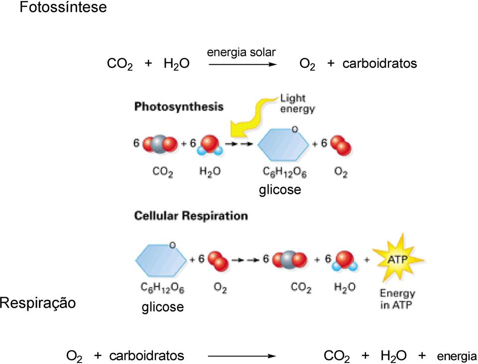 carboidratos glicose Respiração