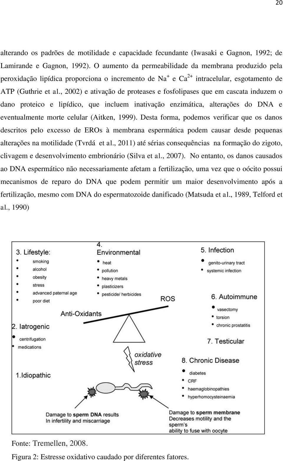 , 2002) e ativação de proteases e fosfolipases que em cascata induzem o dano proteico e lipídico, que incluem inativação enzimática, alterações do DNA e eventualmente morte celular (Aitken, 1999).