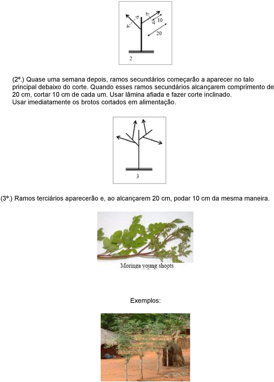 Usar lâmina afiada e fazer corte inclinado. Usar imediatamente os brotos cortados em alimentação.