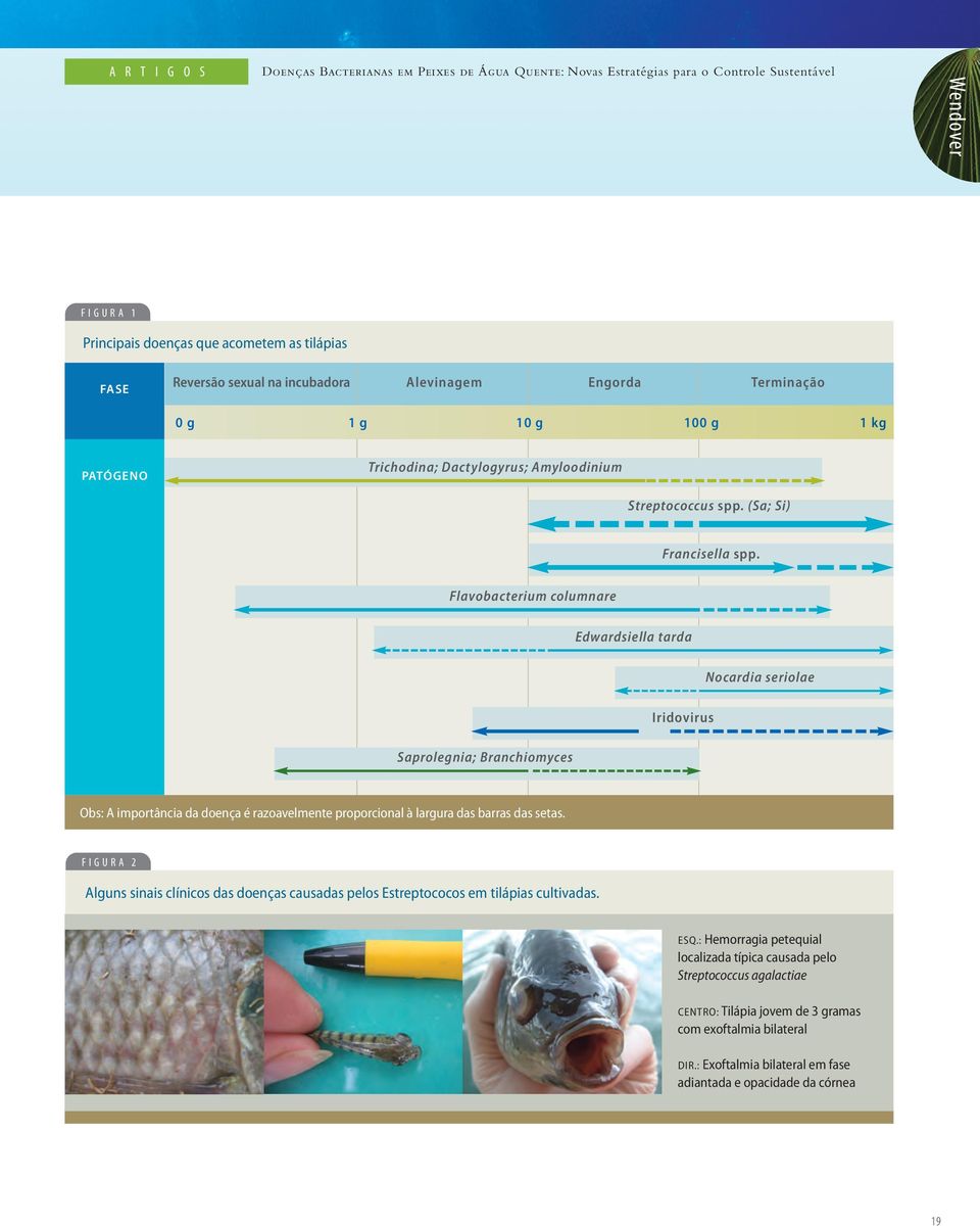 Flavobacterium columnare Edwardsiella tarda Nocardia seriolae Iridovirus Saprolegnia; Branchiomyces Obs: A importância da doença é razoavelmente proporcional à largura das barras das setas.
