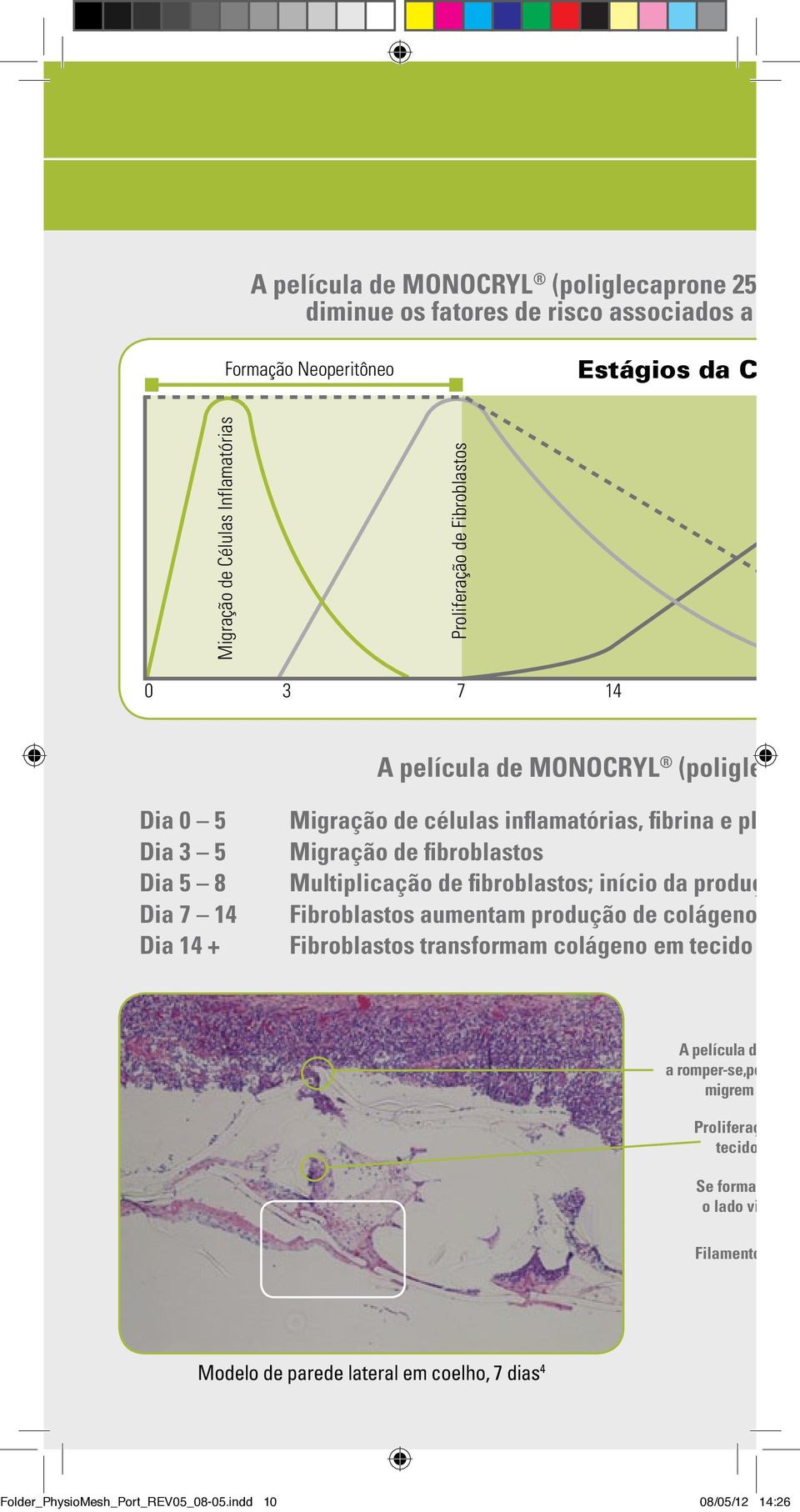 células inflamatórias, fibrina e plaque Migração de fibroblastos Multiplicação de fibroblastos; início da produção d Fibroblastos aumentam produção de colágeno (inte Fibroblastos