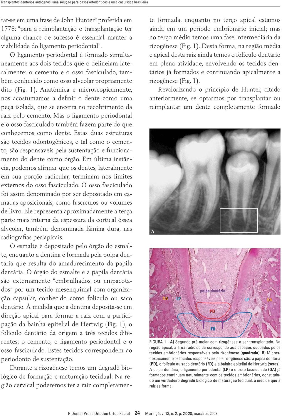 O ligamento periodontal é formado simultaneamente aos dois tecidos que o delineiam lateralmente: o cemento e o osso fasciculado, também conhecido como osso alveolar propriamente dito (Fig. 1).