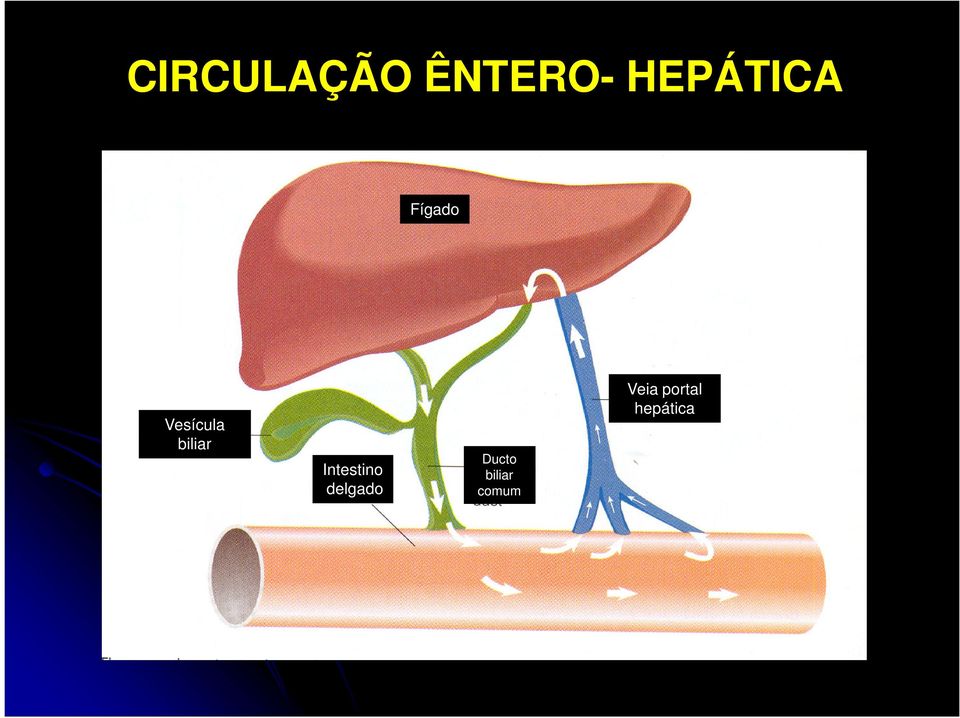 biliar Intestino delgado