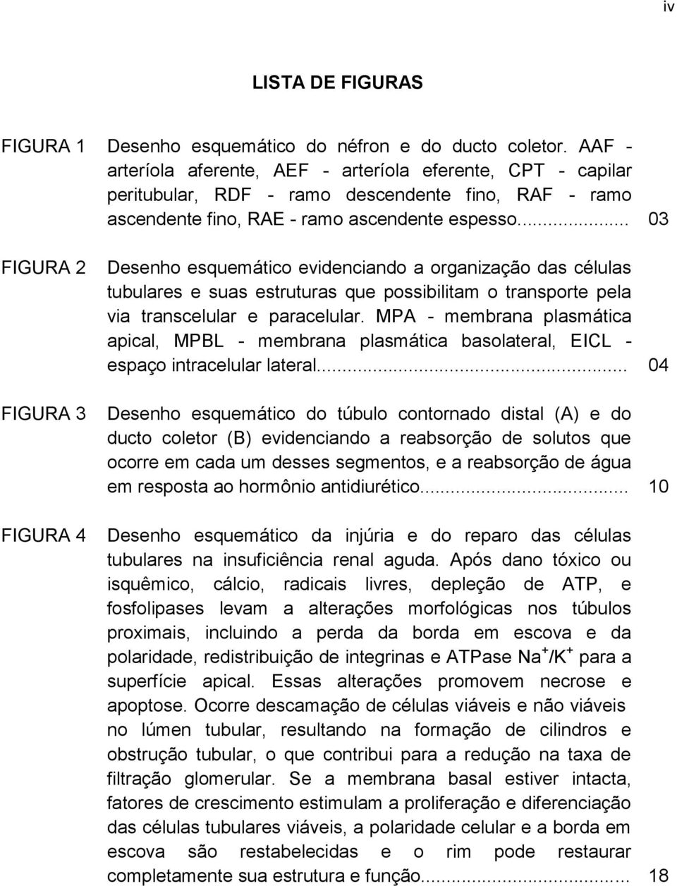 .. 03 FIGURA 2 FIGURA 3 FIGURA 4 Desenho esquemático evidenciando a organização das células tubulares e suas estruturas que possibilitam o transporte pela via transcelular e paracelular.