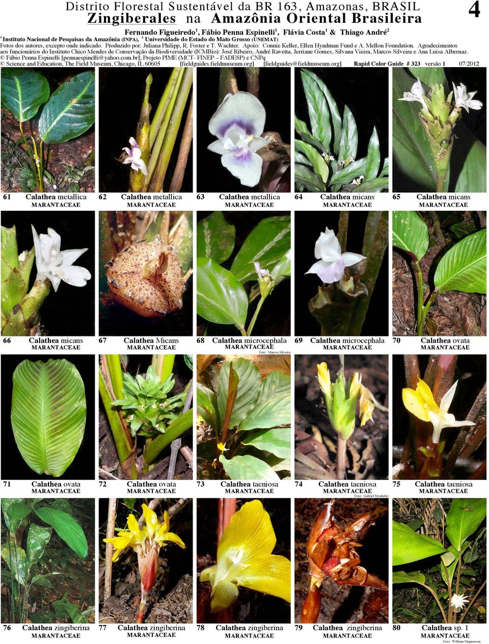 org] Rapid Color Guide # 323 versão 07/202 6 Calathea metallica 62 Calathea metallica 63 Calathea metallica 64 Calathea micans 65 Calathea micans 66 Calathea micans 67