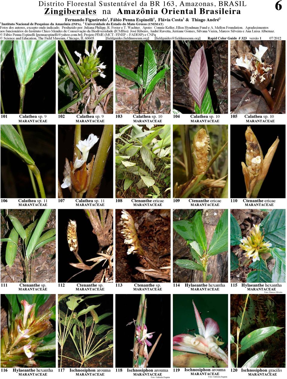 0 06 Calathea sp. 07 Calathea sp. 08 Ctenanthe ericae 09 Ctenanthe ericae 0 Ctenanthe ericae Ctenanthe sp. 2 Ctenanthe sp. 3 Ctenanthe sp.