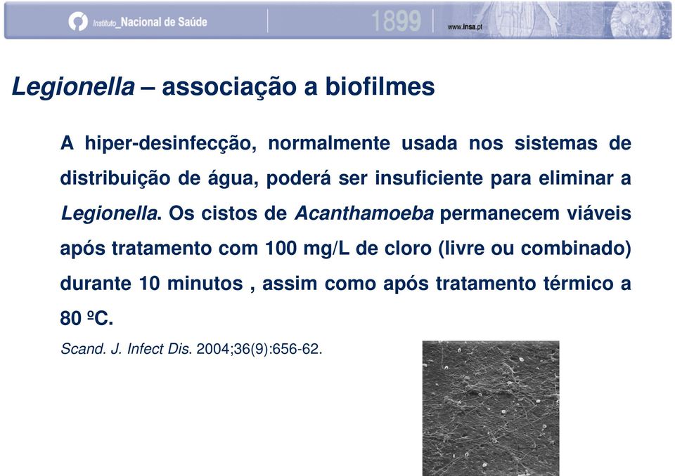 Os cistos de Acanthamoeba permanecem viáveis após tratamento com 100 mg/l de cloro (livre ou