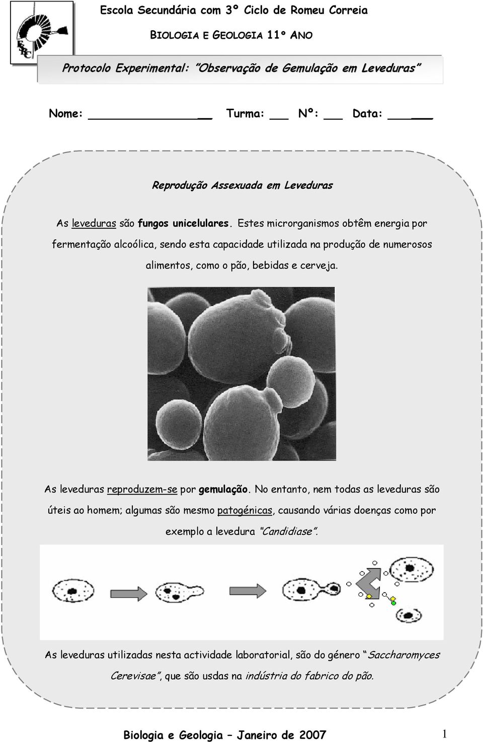 As leveduras reproduzem-se por gemulação. No entanto, nem todas as leveduras são úteis ao homem; algumas são mesmo patogénicas, causando várias doenças como por exemplo a levedura Candidiase.