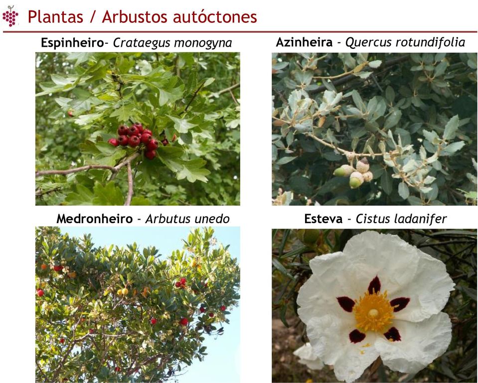 Azinheira - Quercus rotundifolia