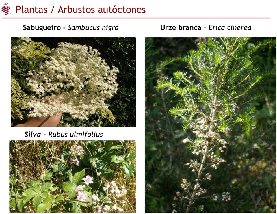 Sambucus nigra Urze branca