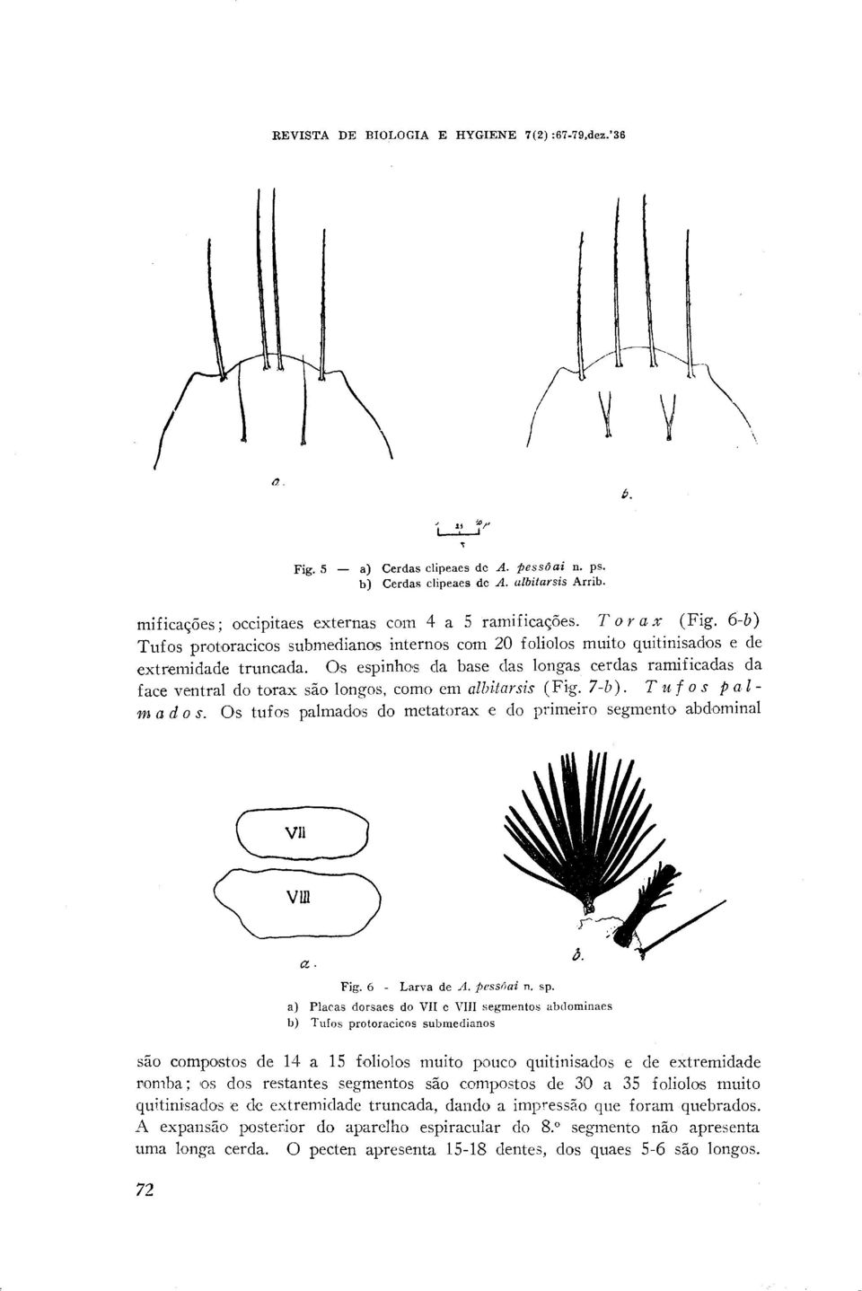 OS espinhos da base das longas cerdas ramificadas da face ventral do torax Go longos, coma em nlhitavsis (Fig. 7-b). T u f o s p a I - P,V a d o s.