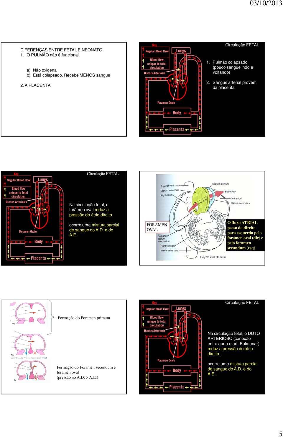 Sangue arterial provém da placenta Circulação FET