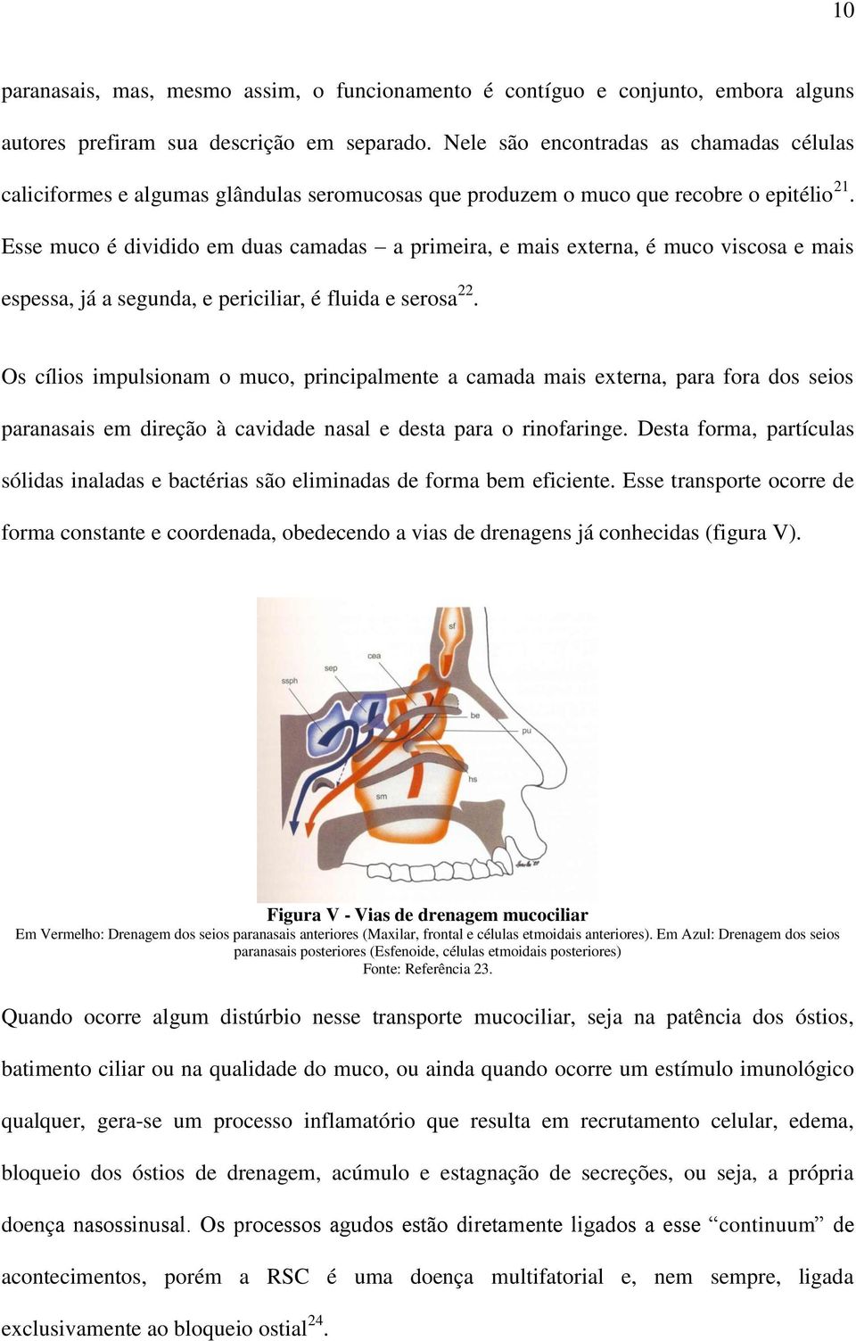 Esse muco é dividido em duas camadas a primeira, e mais externa, é muco viscosa e mais espessa, já a segunda, e periciliar, é fluida e serosa 22.