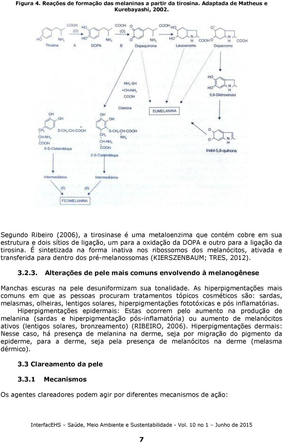 É sintetizada na forma inativa nos ribossomos dos melanócitos, ativada e transferida para dentro dos pré-melanossomas (KIERSZENBAUM; TRES, 2012). 3.