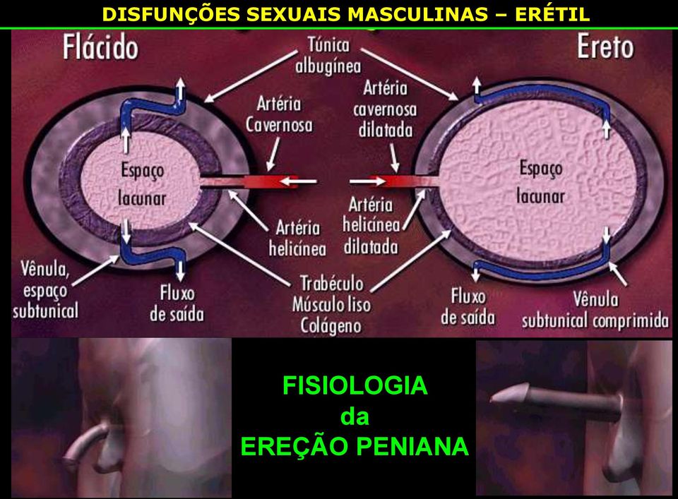 MASCULINAS