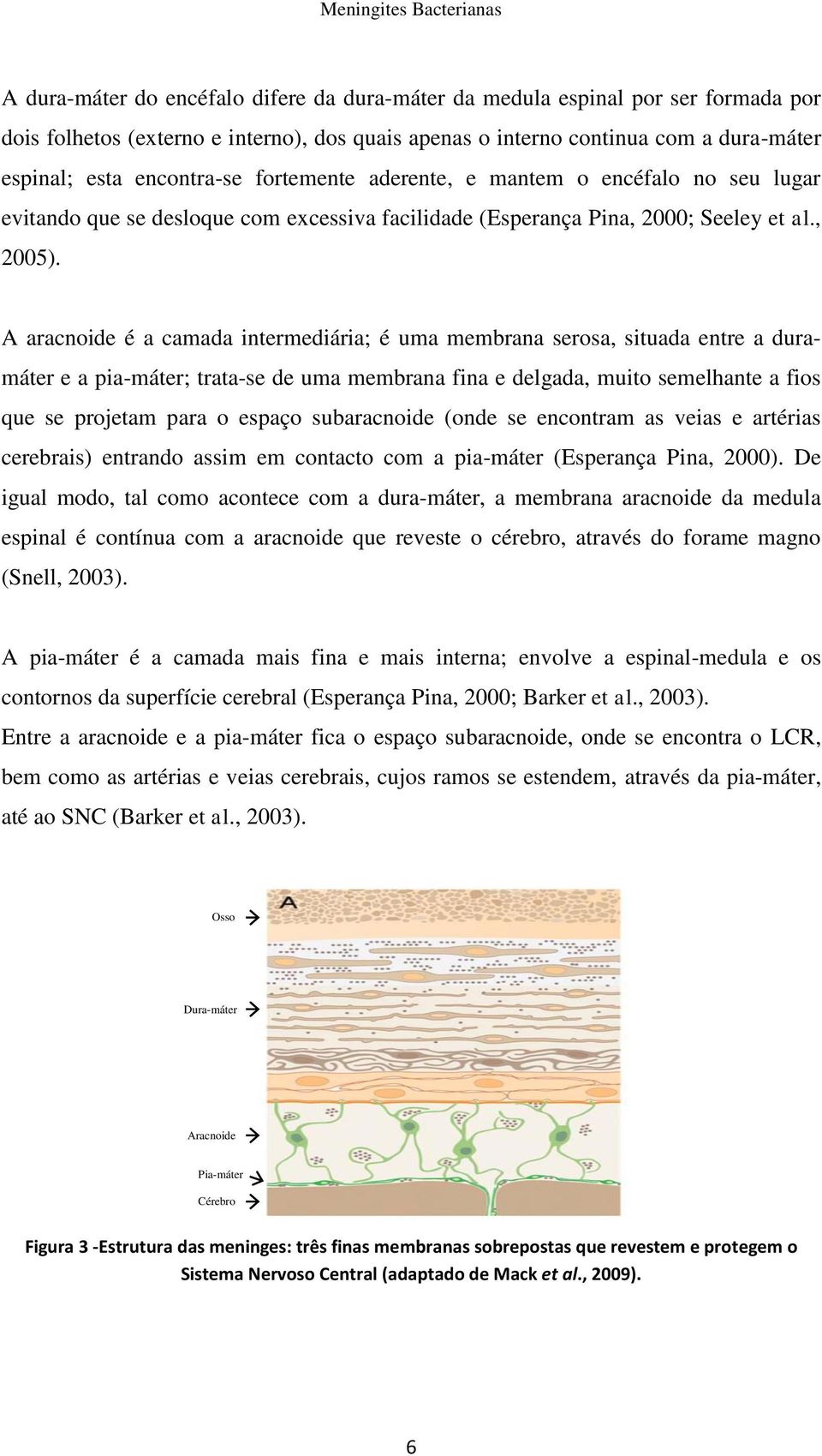 A aracnoide é a camada intermediária; é uma membrana serosa, situada entre a duramáter e a pia-máter; trata-se de uma membrana fina e delgada, muito semelhante a fios que se projetam para o espaço