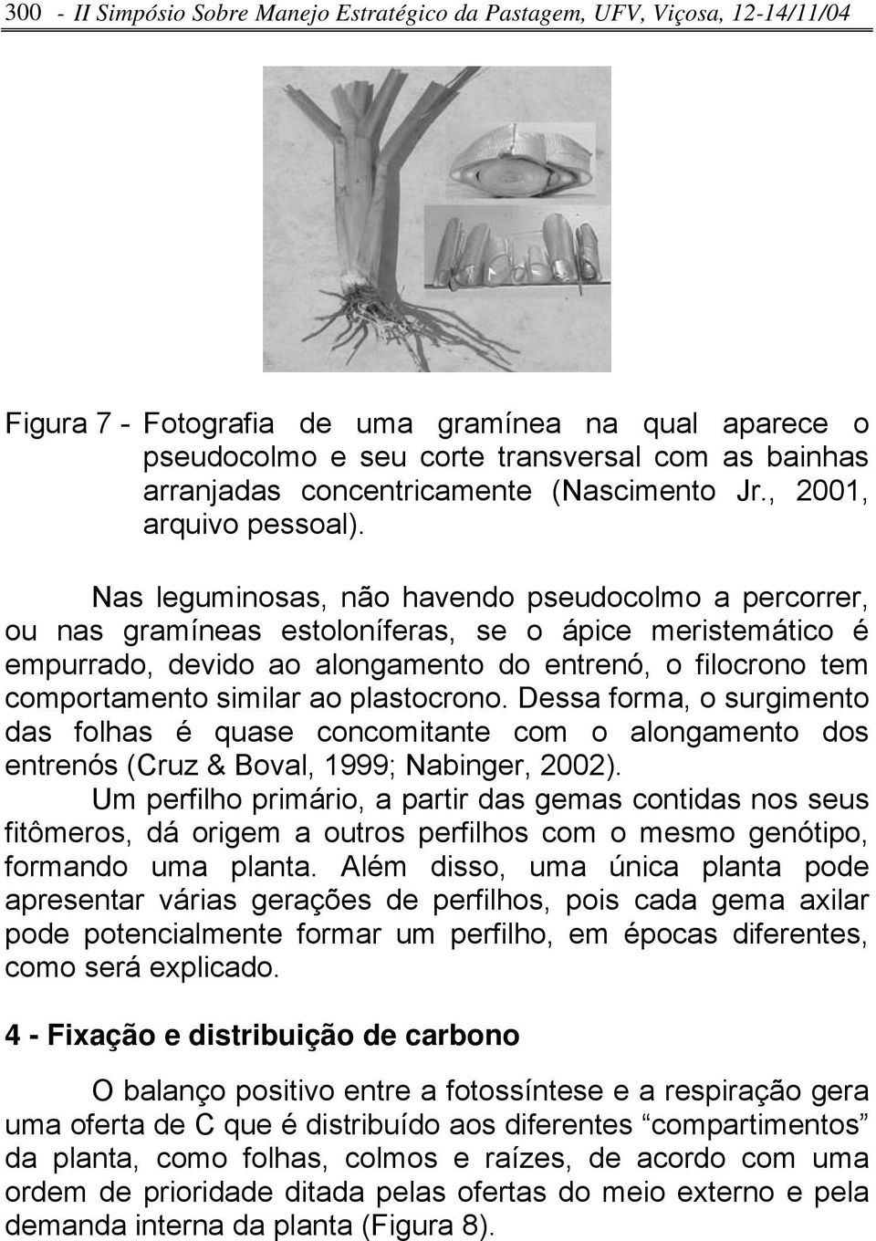 Nas leguminosas, não havendo pseudocolmo a percorrer, ou nas gramíneas estoloníferas, se o ápice meristemático é empurrado, devido ao alongamento do entrenó, o filocrono tem comportamento similar ao