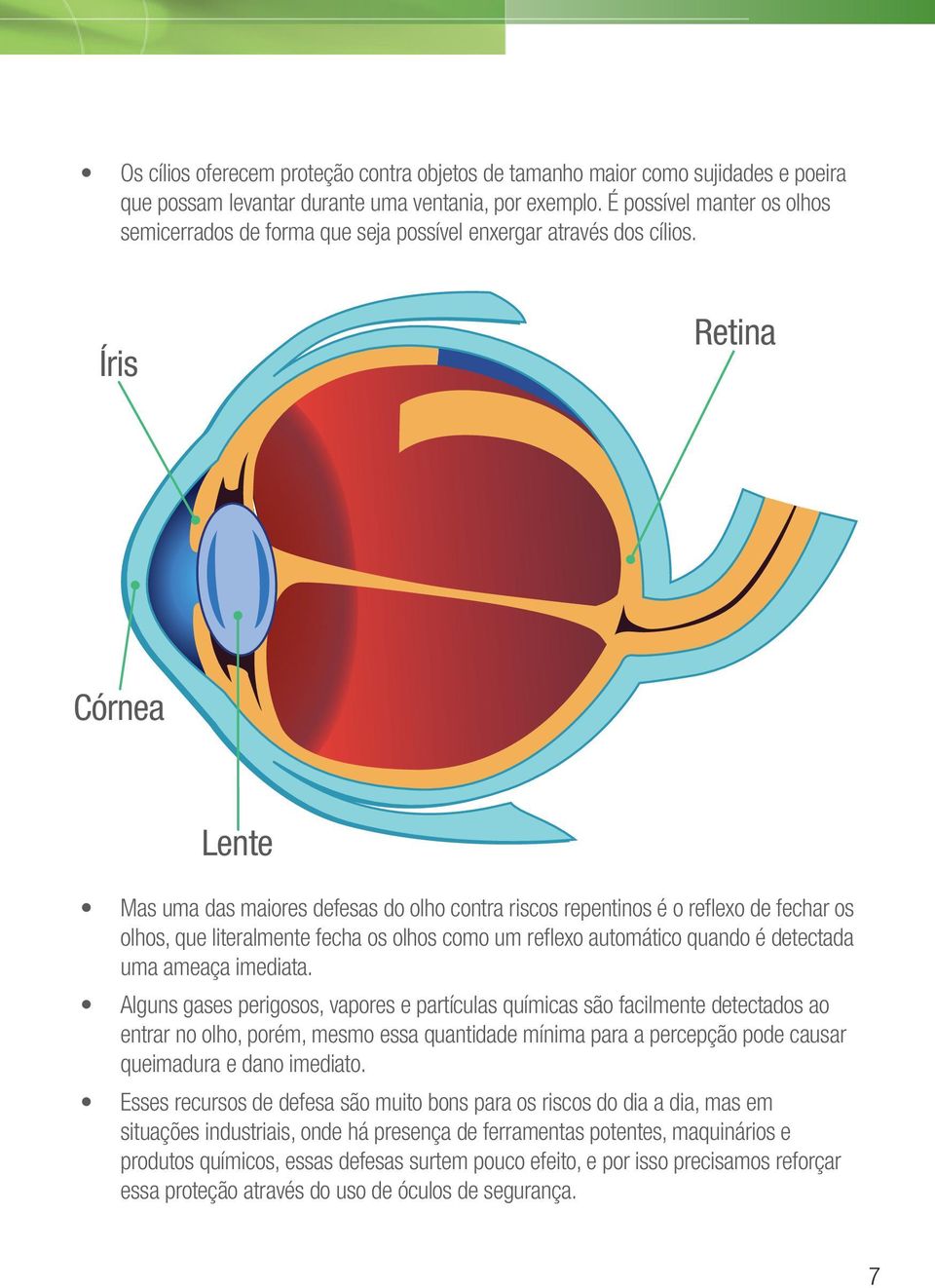 Íris Retina Córnea Lente Mas uma das maiores defesas do olho contra riscos repentinos é o refl exo de fechar os olhos, que literalmente fecha os olhos como um refl exo automático quando é detectada