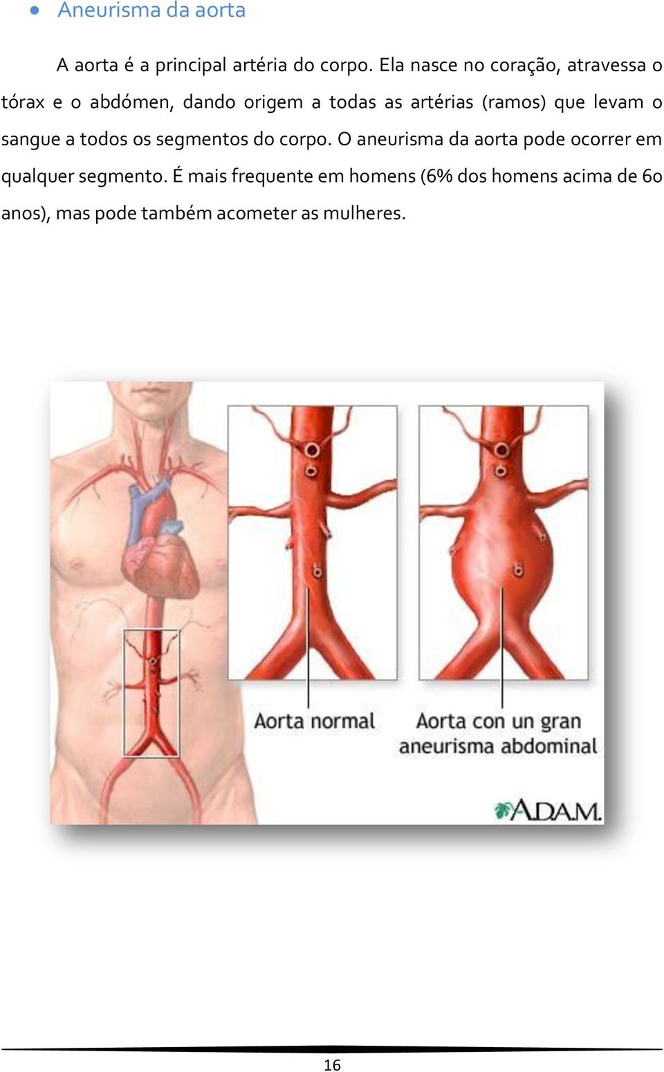 (ramos) que levam o sangue a todos os segmentos do corpo.