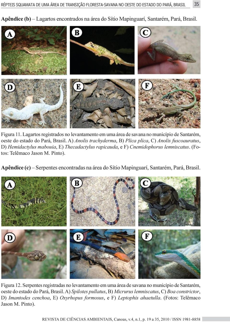 A) Anolis trachyderma, B) Plica plica, C) Anolis fuscoauratus, D) Hemidactylus mabouia, E) Thecadactylus rapicauda, e F) Cnemidophorus lemniscatus. (Fotos: Telêmaco Jason M. Pinto).