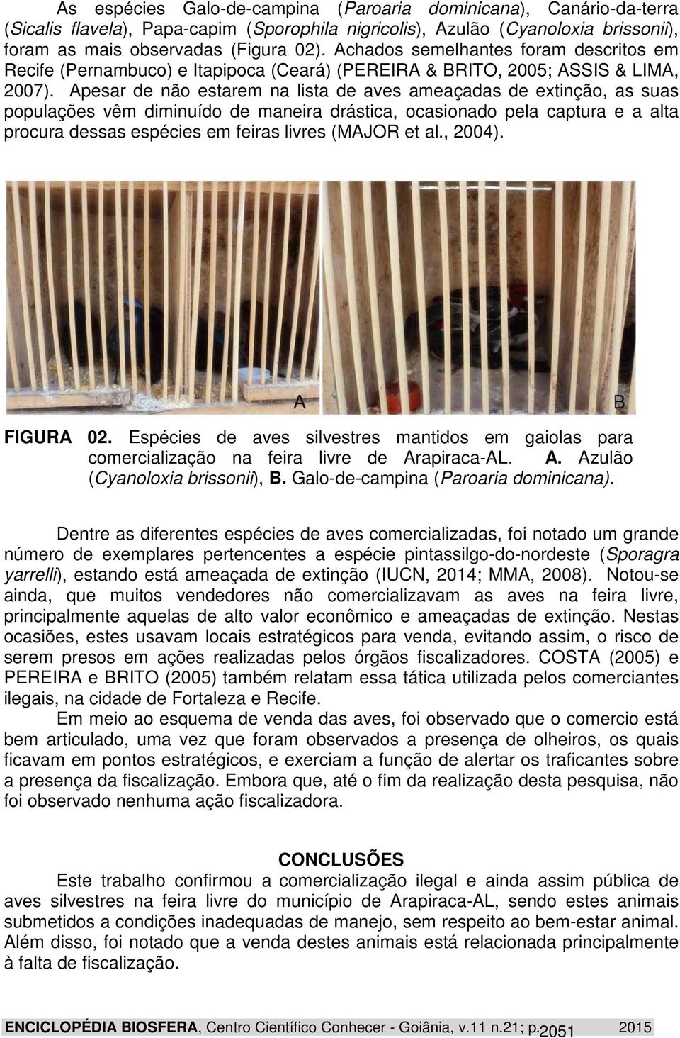 Apesar de não estarem na lista de aves ameaçadas de extinção, as suas populações vêm diminuído de maneira drástica, ocasionado pela captura e a alta procura dessas espécies em feiras livres (MAJOR et