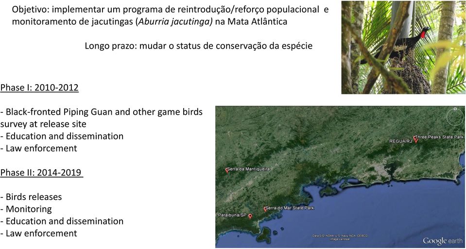 2010-2012 - Black-fronted Piping Guan and other game birds survey at release site - Education and