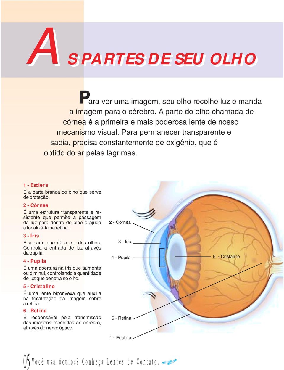 2 - Córnea É uma estrutura transparente e resistente que permite a passagem da luz para dentro do olho e ajuda a focalizá-la na retina. 3 - Íris É a parte que dá a cor dos olhos.