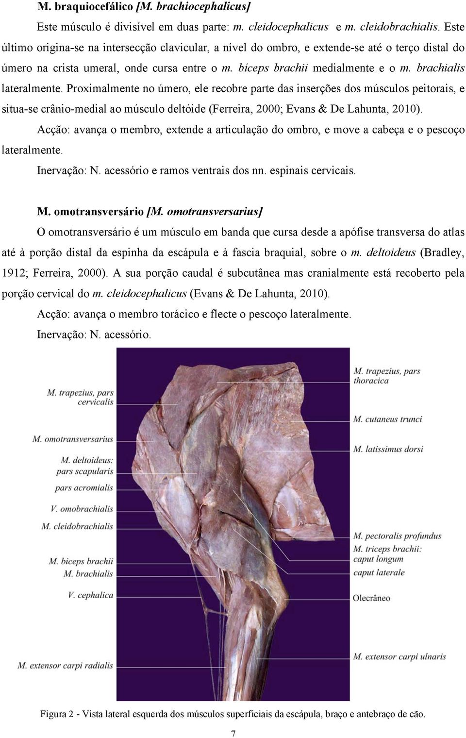 brachialis lateralmente. Proximalmente no úmero, ele recobre parte das inserções dos músculos peitorais, e situa-se crânio-medial ao músculo deltóide (Ferreira, 2000; Evans & De Lahunta, 2010).