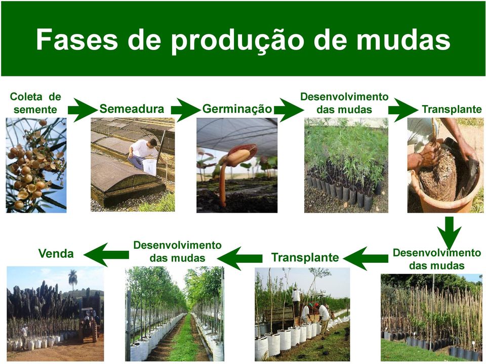 Desenvolvimento das mudas Transplante Venda