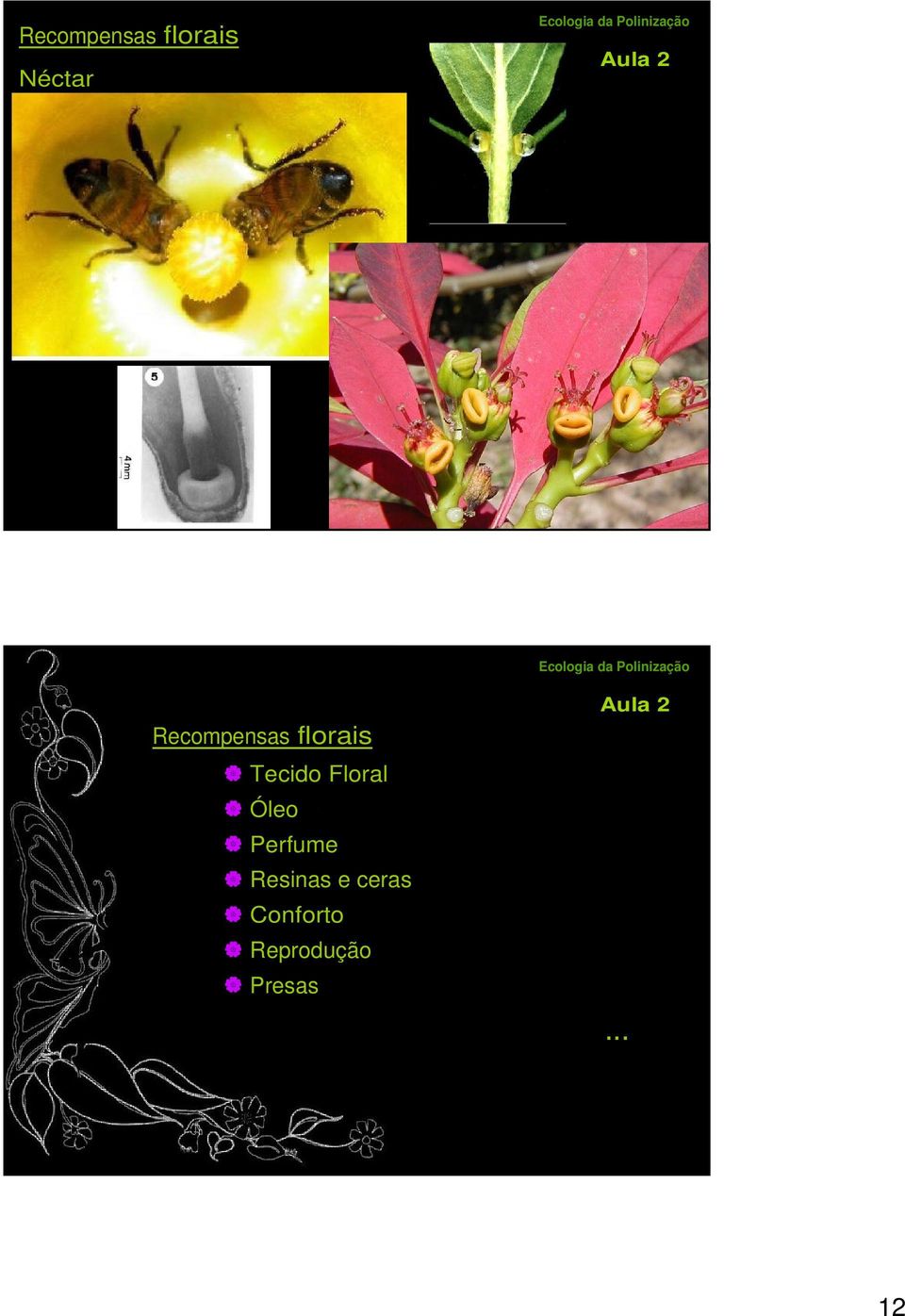 Floral Óleo Perfume Resinas e