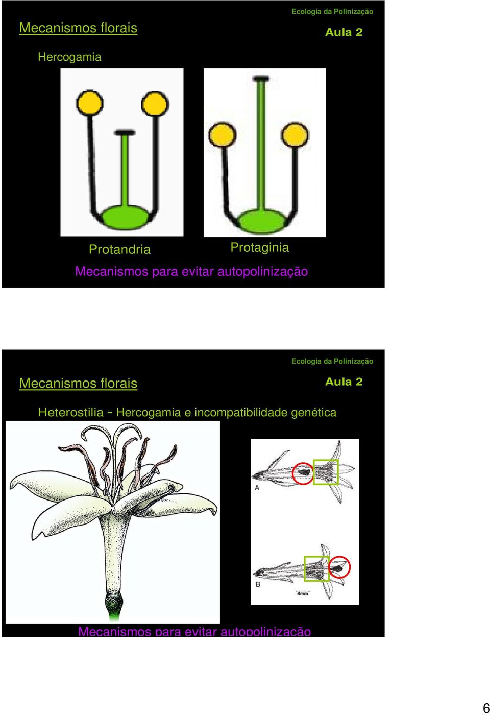 Mecanismos florais Heterostilia Hercogamia e