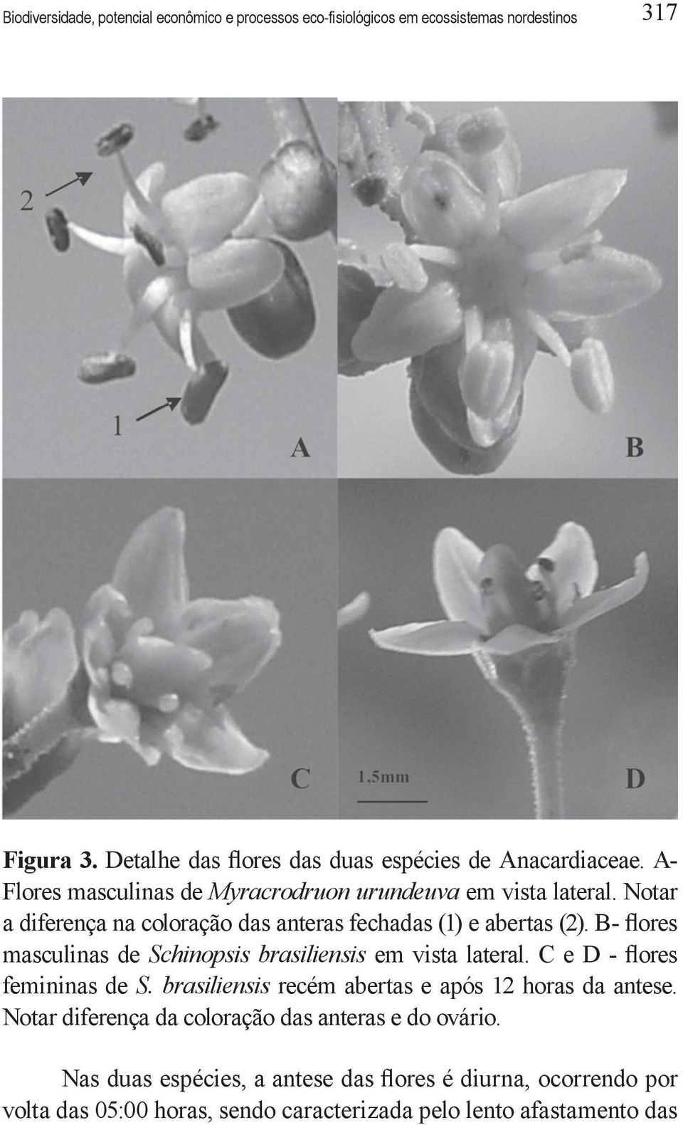 Notar a diferença na coloração das anteras fechadas (1) e abertas (2). B- flores masculinas de Schinopsis brasiliensis em vista lateral.