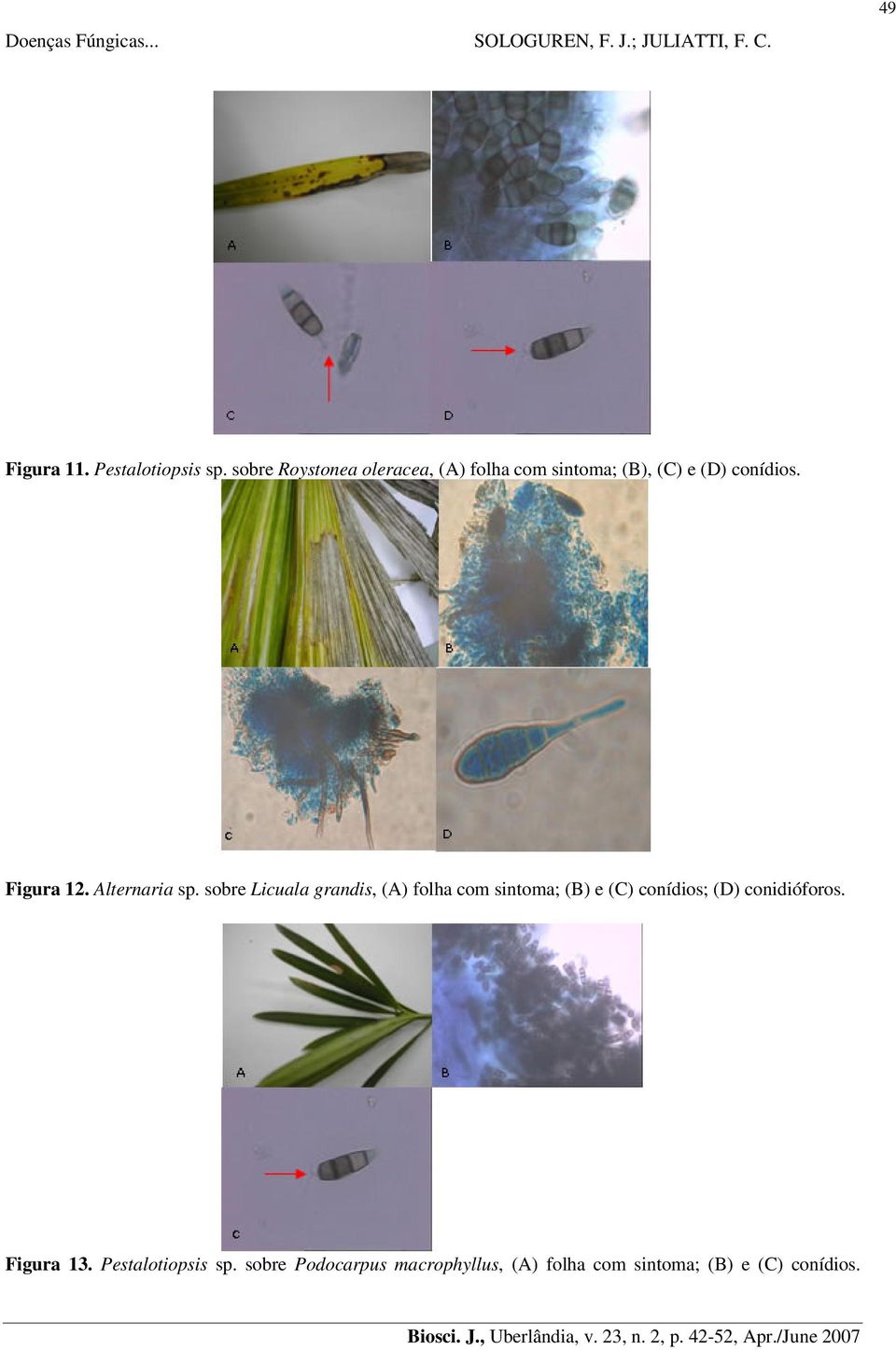 Figura 12. Alternaria sp.