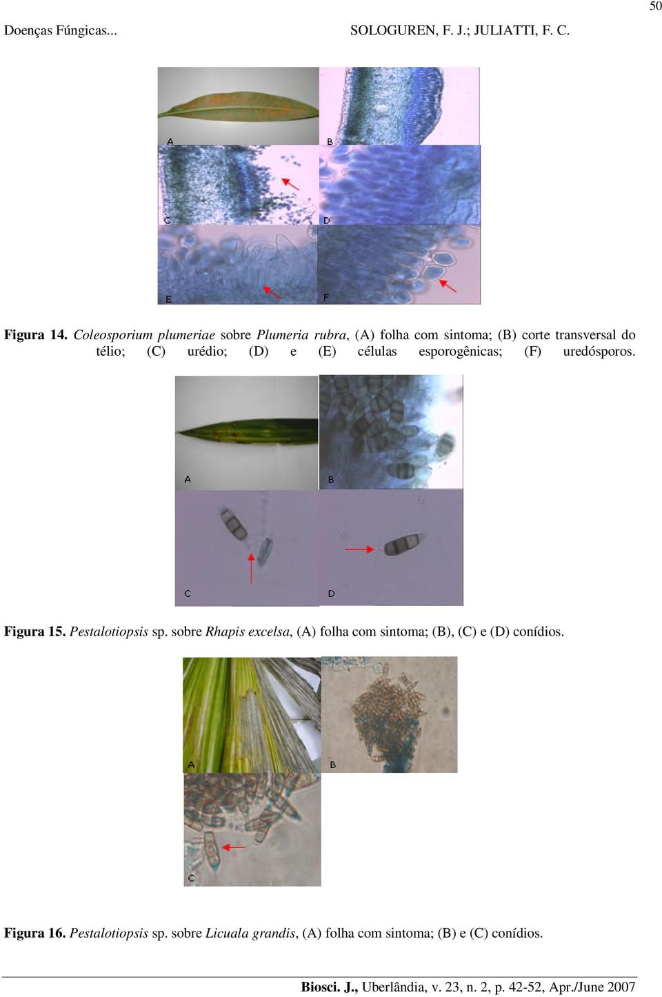 télio; (C) urédio; (D) e (E) células esporogênicas; (F) uredósporos. Figura 15.