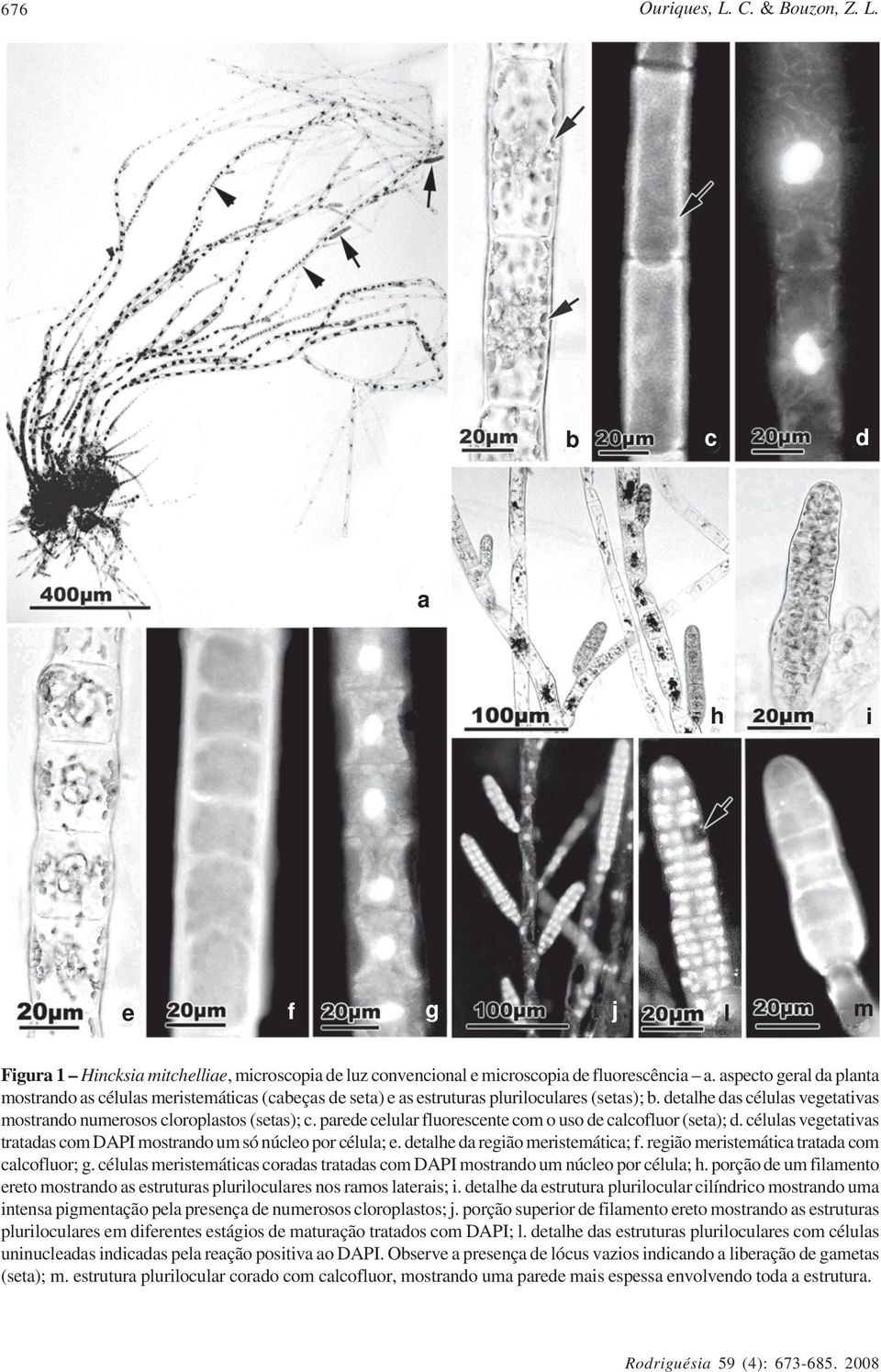 parede celular fluorescente com o uso de calcofluor (seta); d. células vegetativas tratadas com DAPI mostrando um só núcleo por célula; e. detalhe da região meristemática; f.