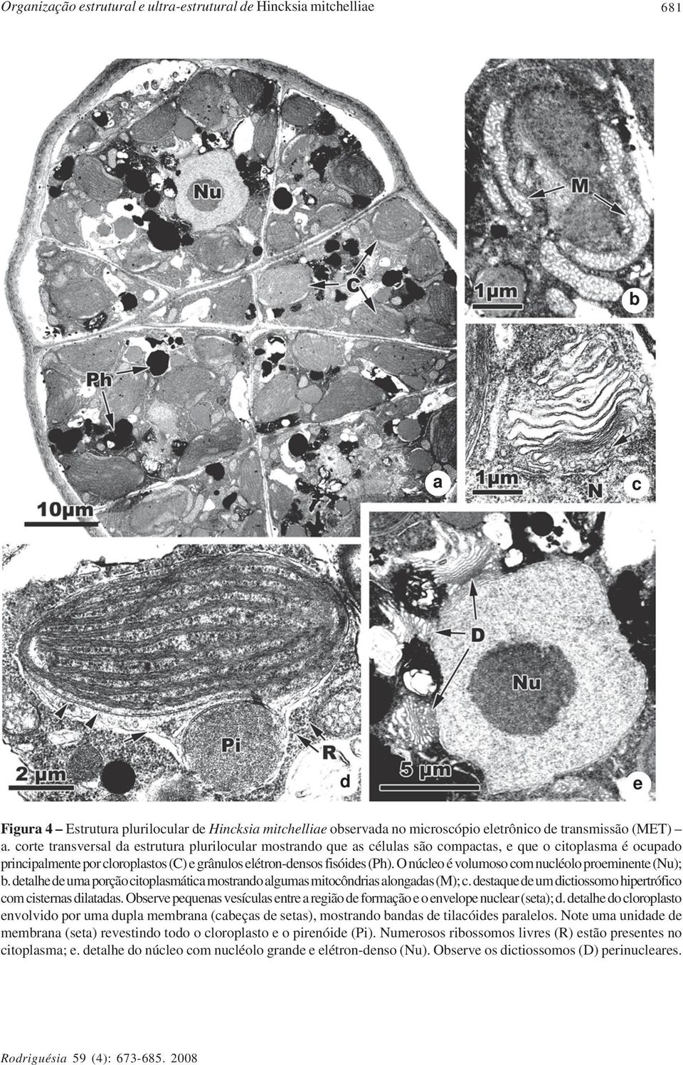 O núcleo é volumoso com nucléolo proeminente (Nu); b. detalhe de uma porção citoplasmática mostrando algumas mitocôndrias alongadas (M); c.