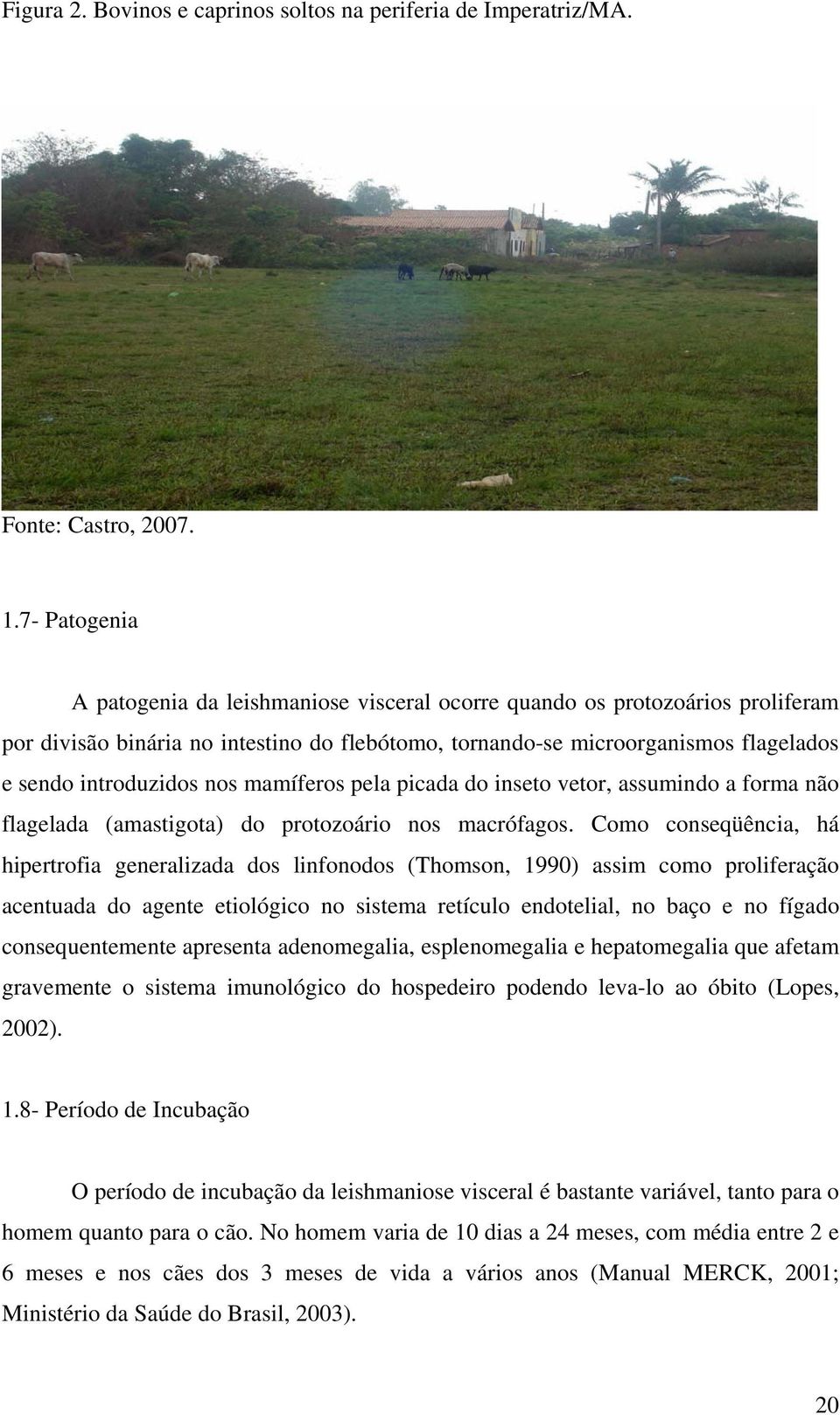 nos mamíferos pela picada do inseto vetor, assumindo a forma não flagelada (amastigota) do protozoário nos macrófagos.