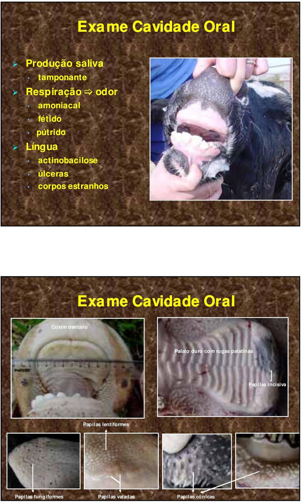 Cavidade Oral Coxim dentário Palato duro com rugas palatinas Papilas