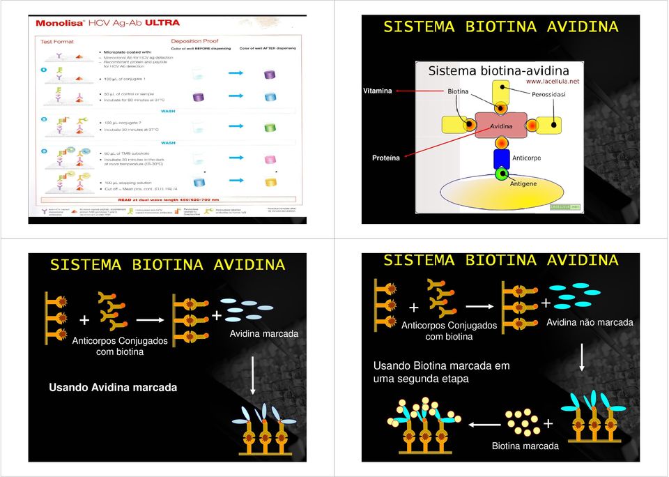 marcada Avidina marcada s Conjugados com biotina Usando Biotina