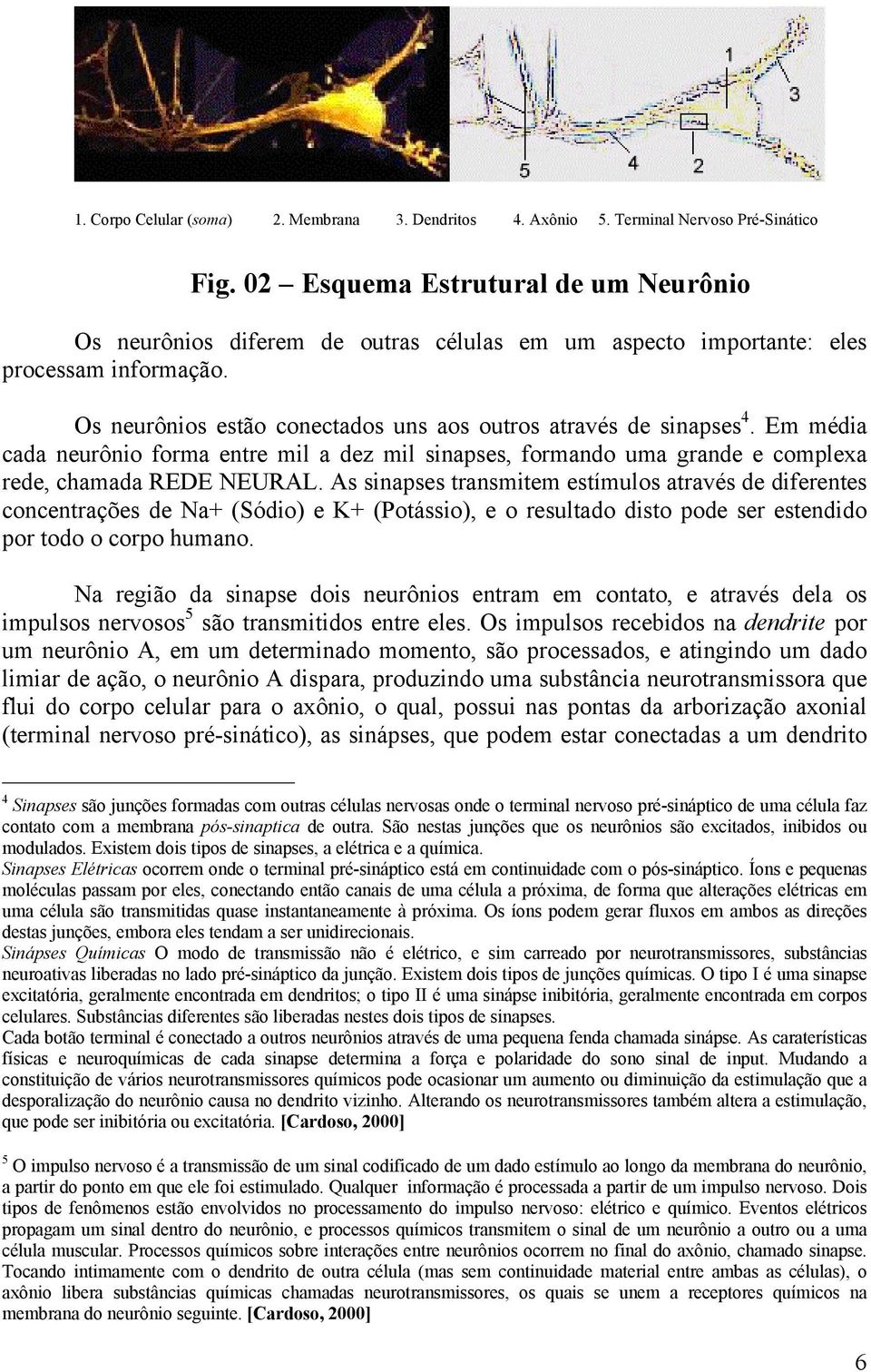 Em média cada neurônio forma entre mil a dez mil sinapses, formando uma grande e complexa rede, chamada REDE NEURAL.