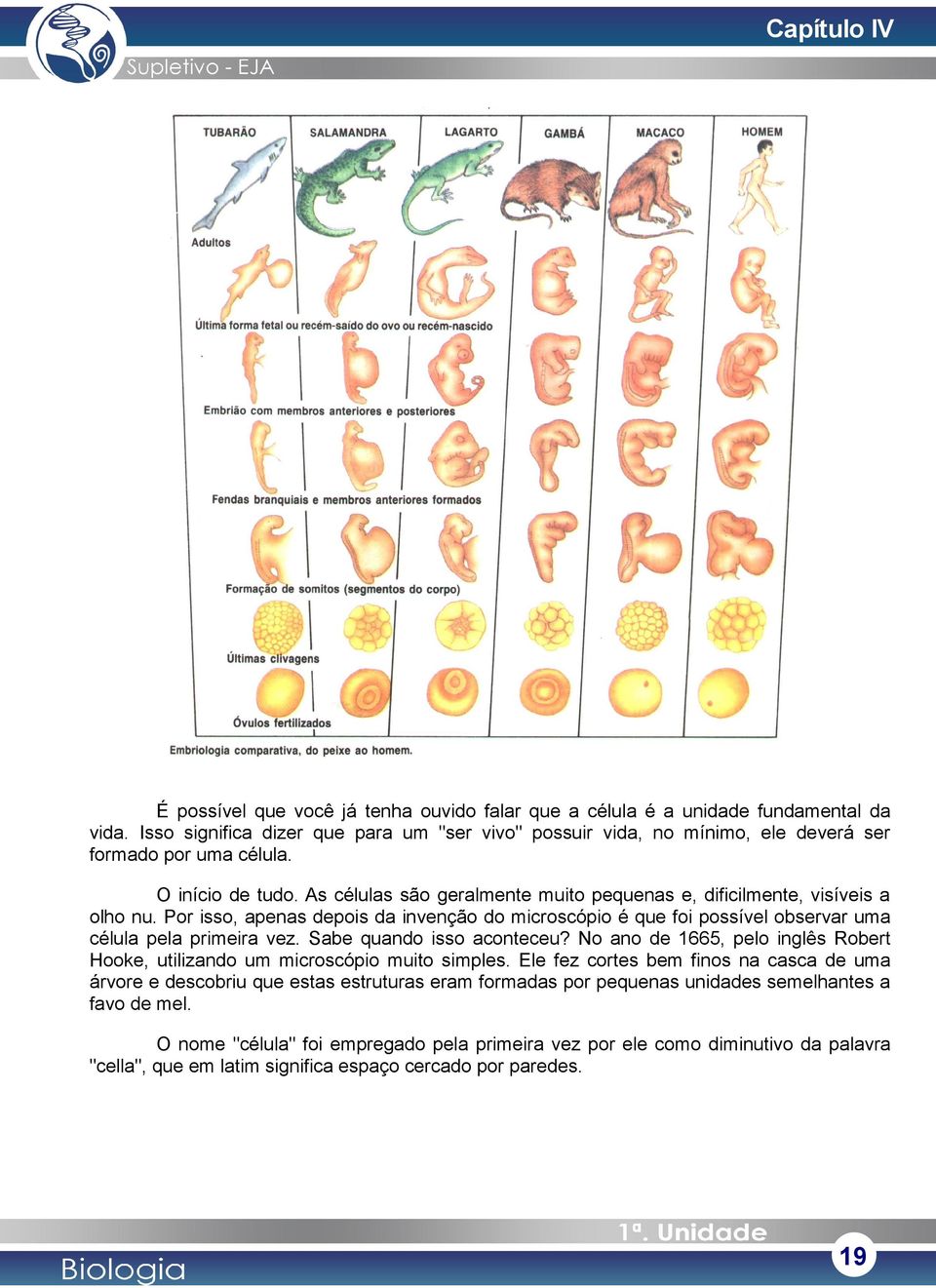 As células são geralmente muito pequenas e, dificilmente, visíveis a olho nu. Por isso, apenas depois da invenção do microscópio é que foi possível observar uma célula pela primeira vez.