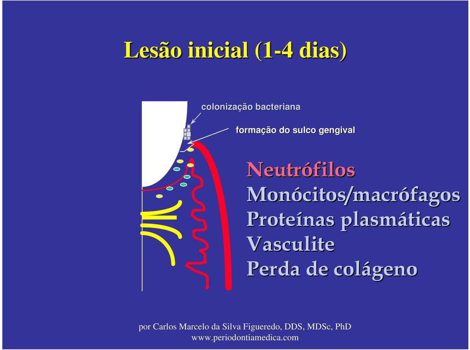 Neutrófilos Monócitos/macr
