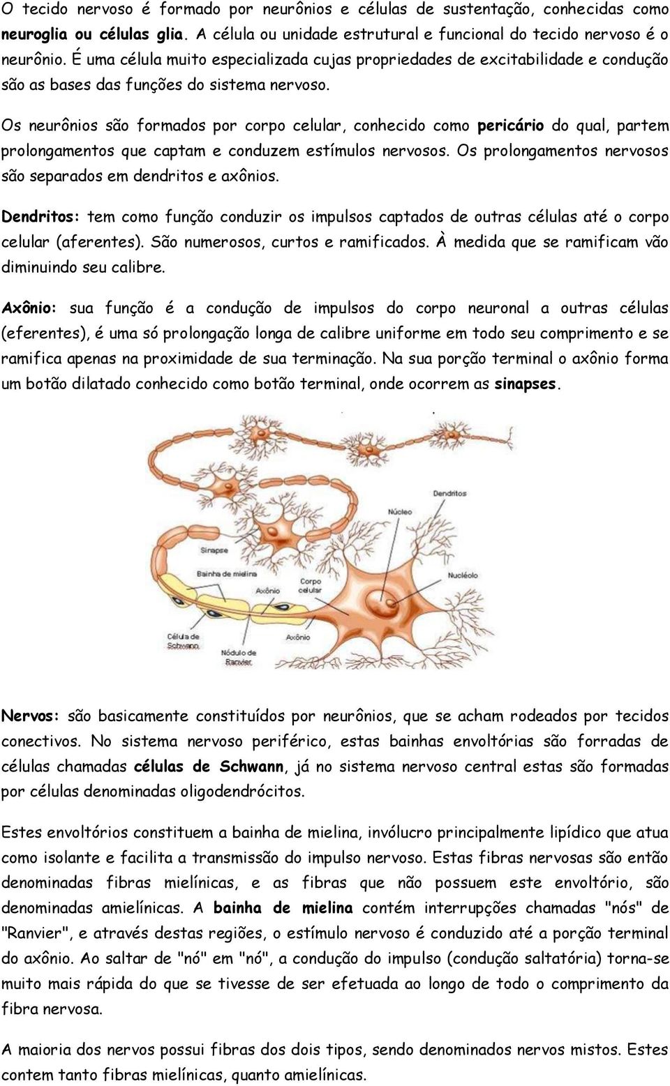 Os neurônios são formados por corpo celular, conhecido como pericário do qual, partem prolongamentos que captam e conduzem estímulos nervosos.