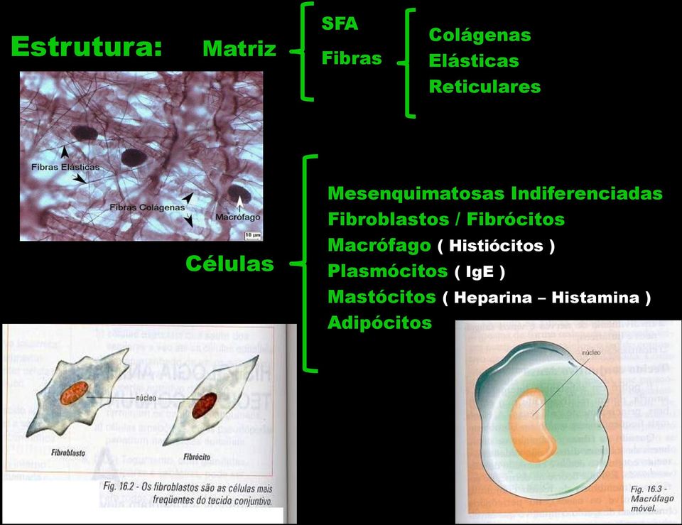 Fibroblastos / Fibrócitos Macrófago ( Histiócitos )
