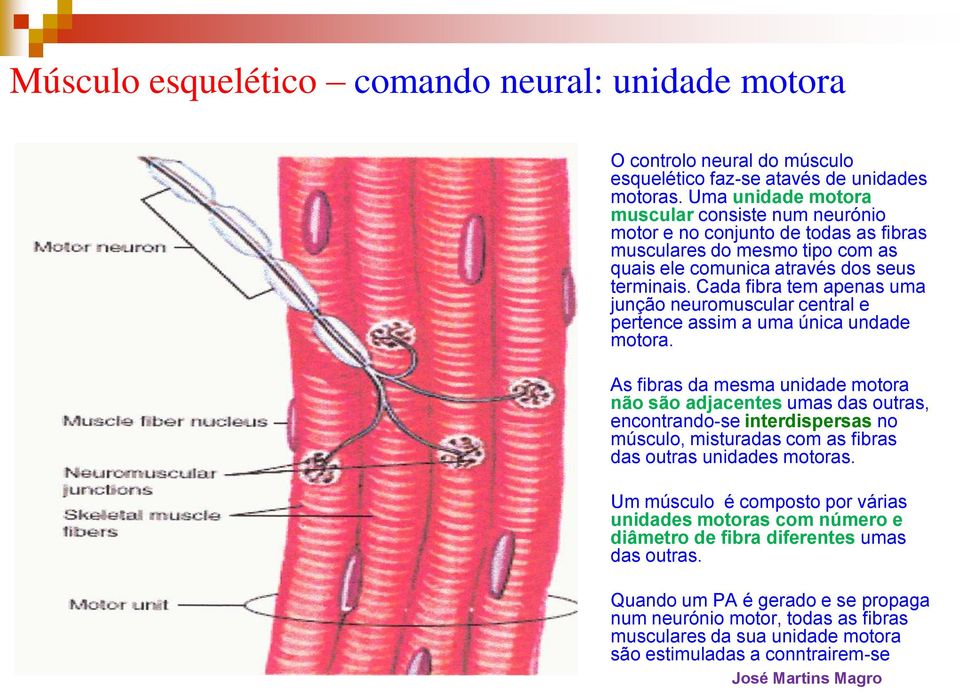 Cada fibra tem apenas uma junção neuromuscular central e pertence assim a uma única undade motora.