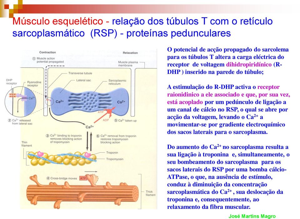 de ligação a um canal de cálcio no RSP, o qual se abre por acção da voltagem, levando o Ca 2+ a movimentar-se por gradiente electroquímico dos sacos laterais para o sarcoplasma.