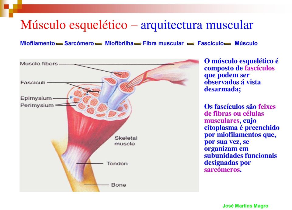 desarmada; Os fascículos são feixes de fibras ou células musculares, cujo citoplasma é preenchido