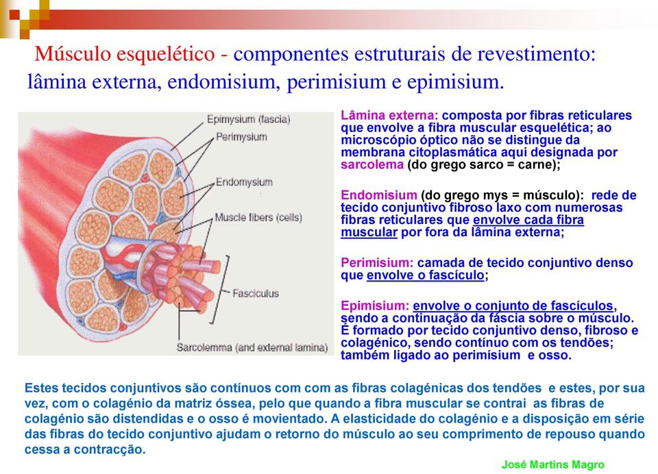 sarco = carne); Endomisium (do grego mys = músculo): rede de tecido conjuntivo fibroso laxo com numerosas fibras reticulares que envolve cada fibra muscular por fora da lâmina externa; Perimisium: