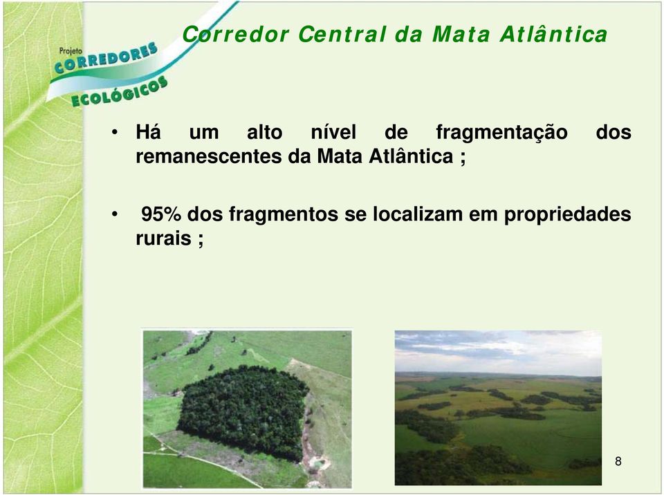 remanescentes da Mata Atlântica ; 95%